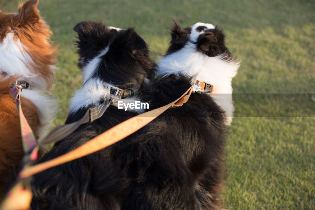 Close-up of dogs on field