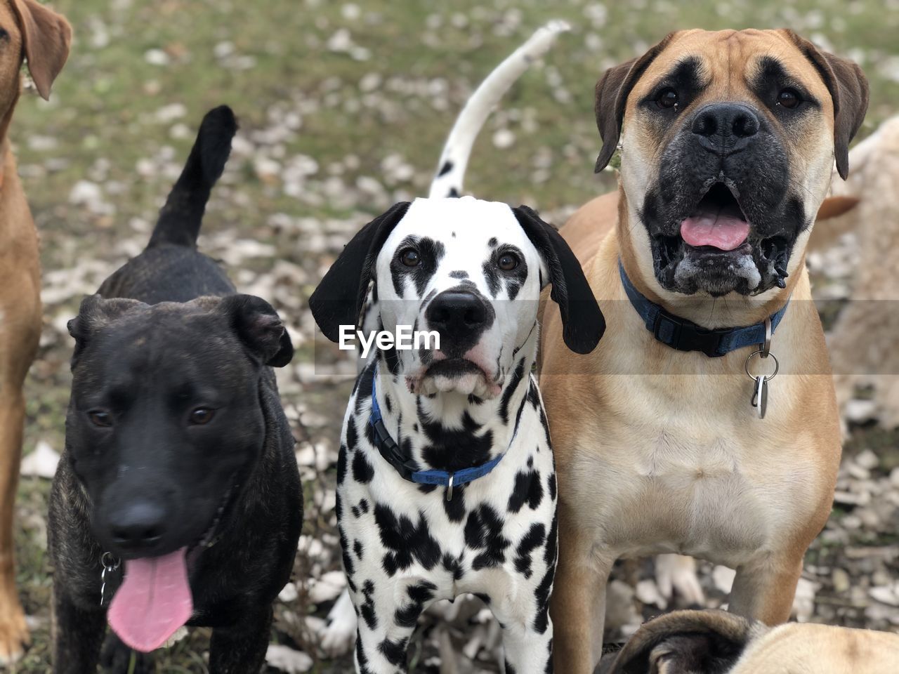 Portrait of three dogs