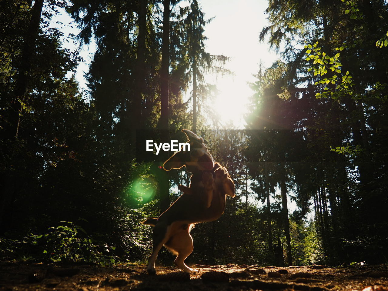 Playful dog rearing up in forest during sunset