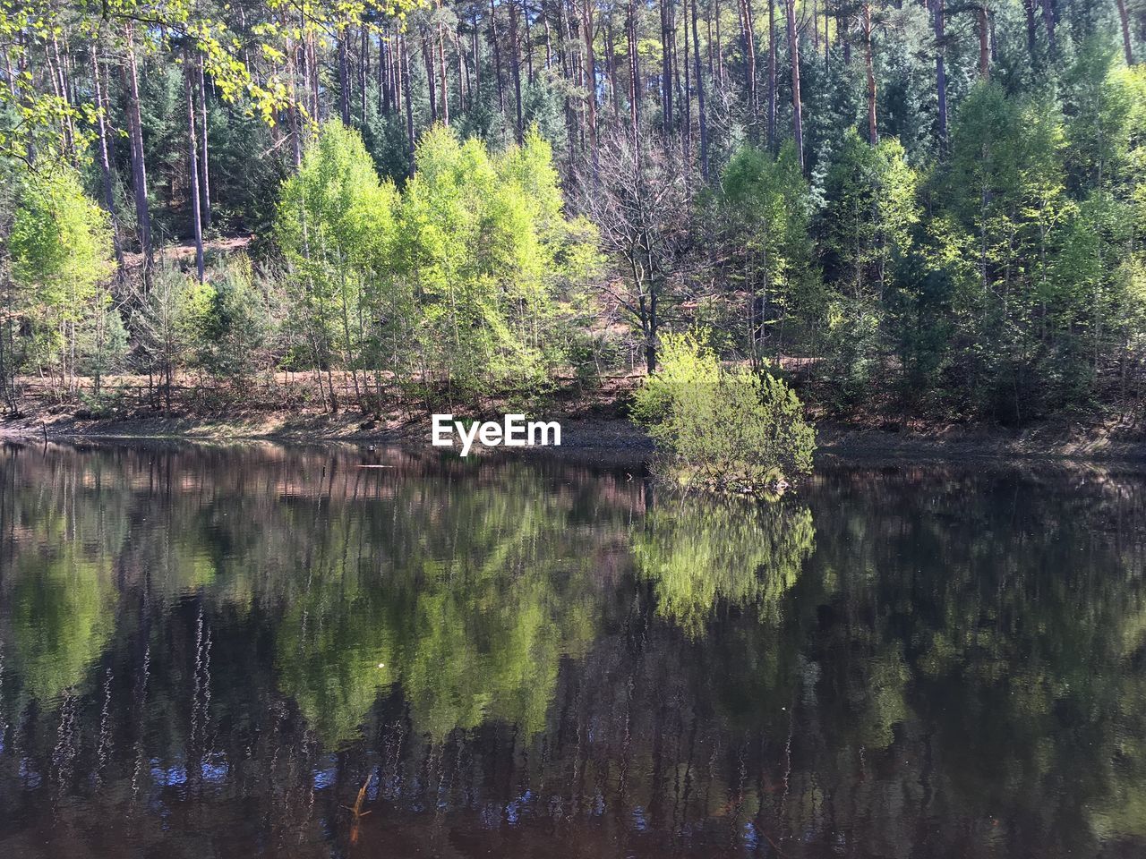 SCENIC VIEW OF LAKE IN FOREST