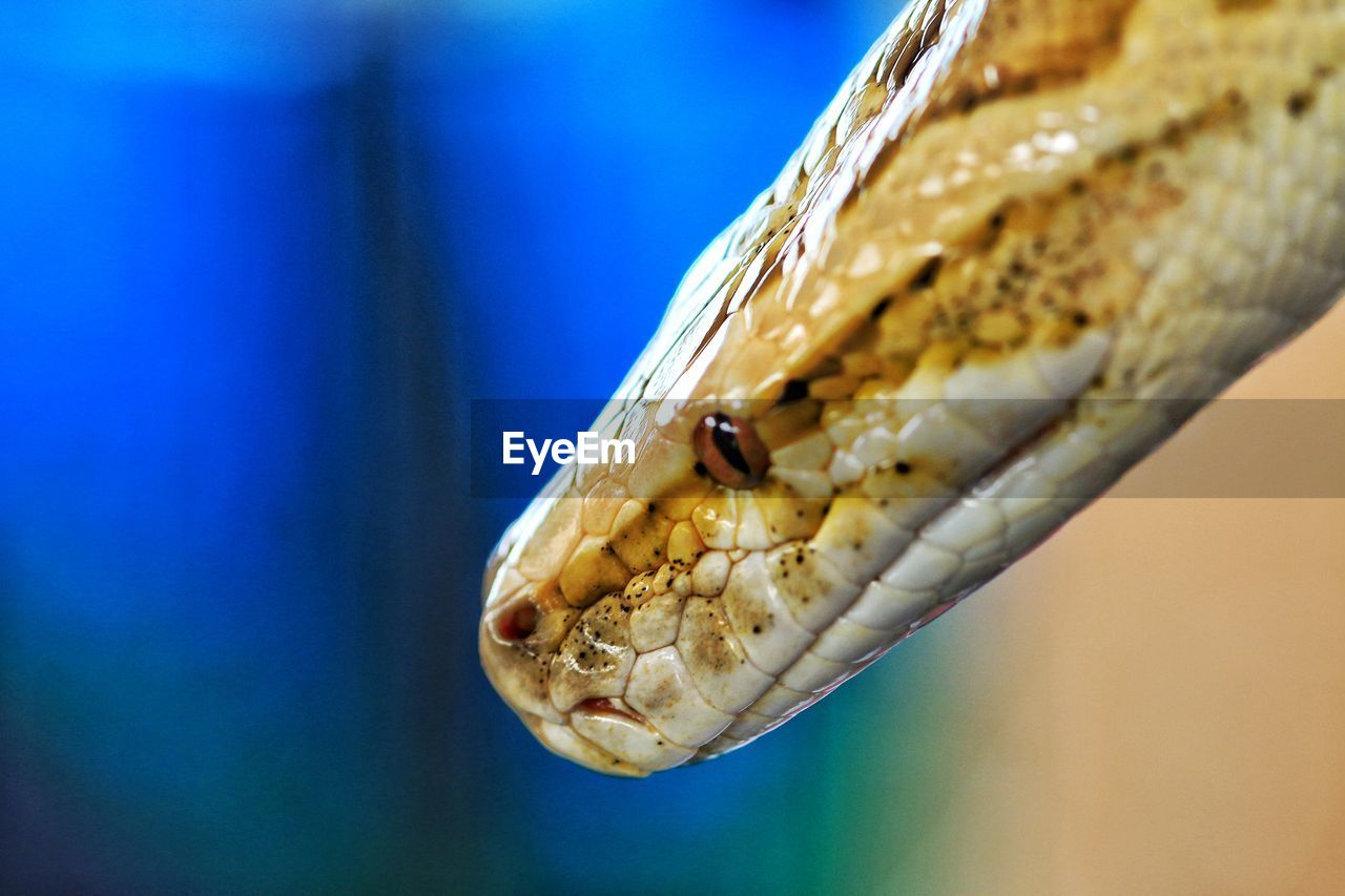 Close-up of snake