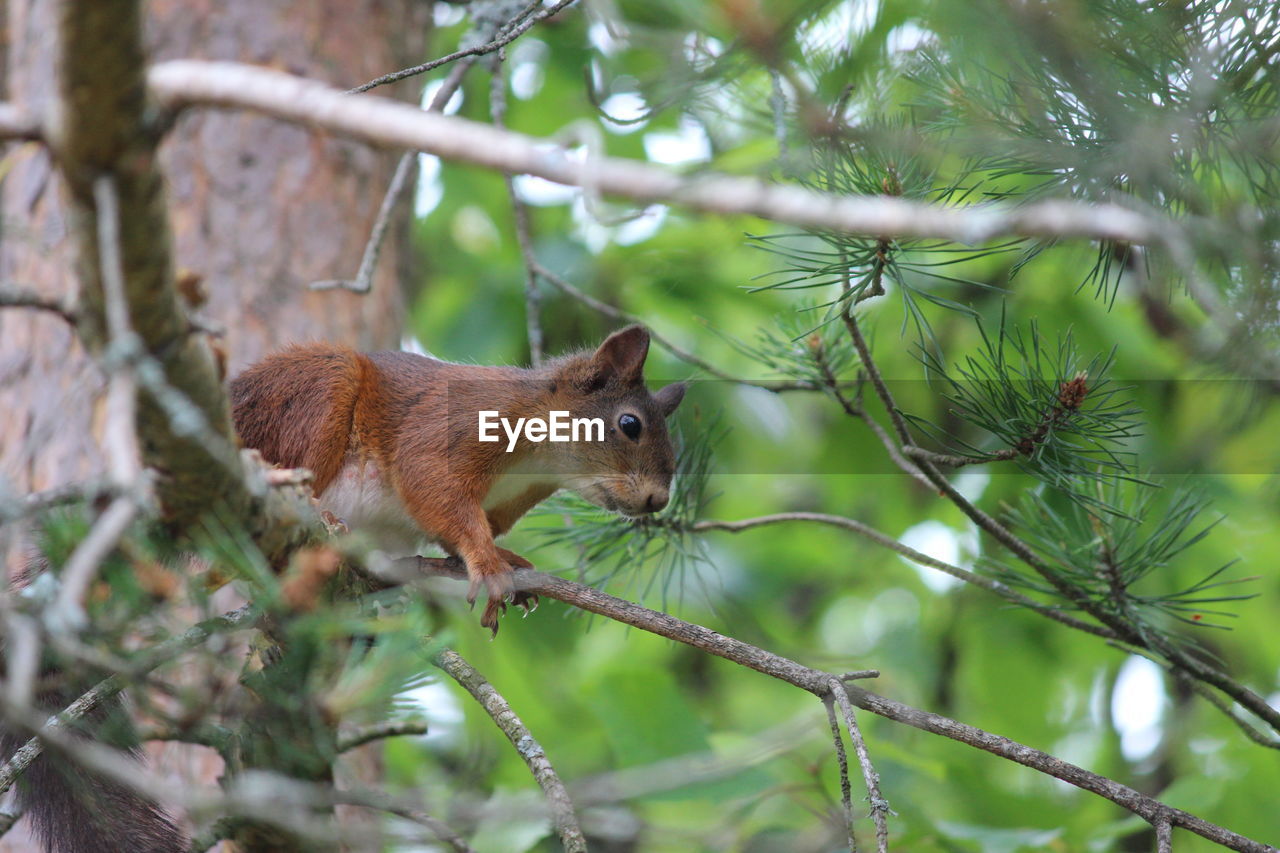 SQUIRREL ON BRANCH