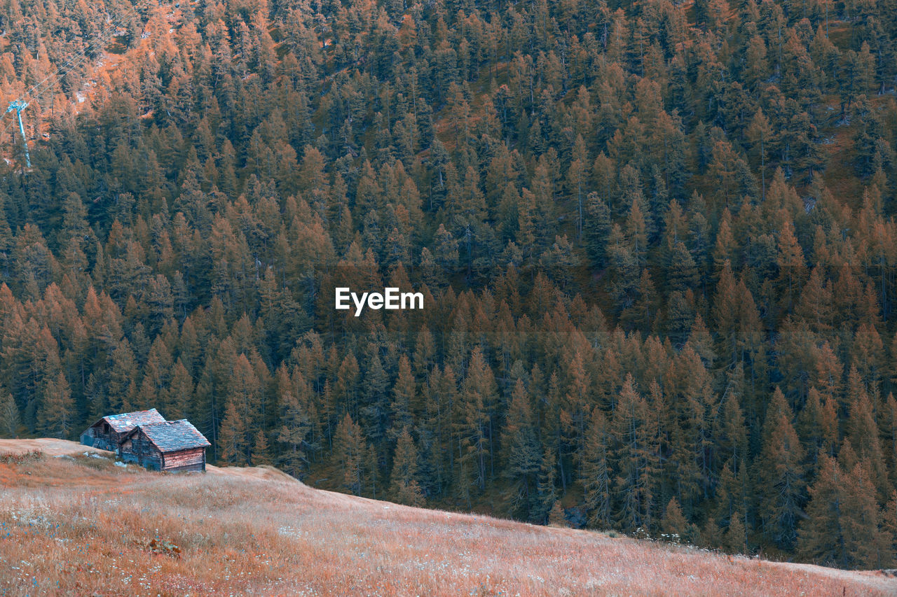 Scenic view of forest during winter