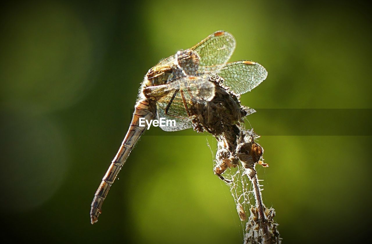 Close-up of insect on plant