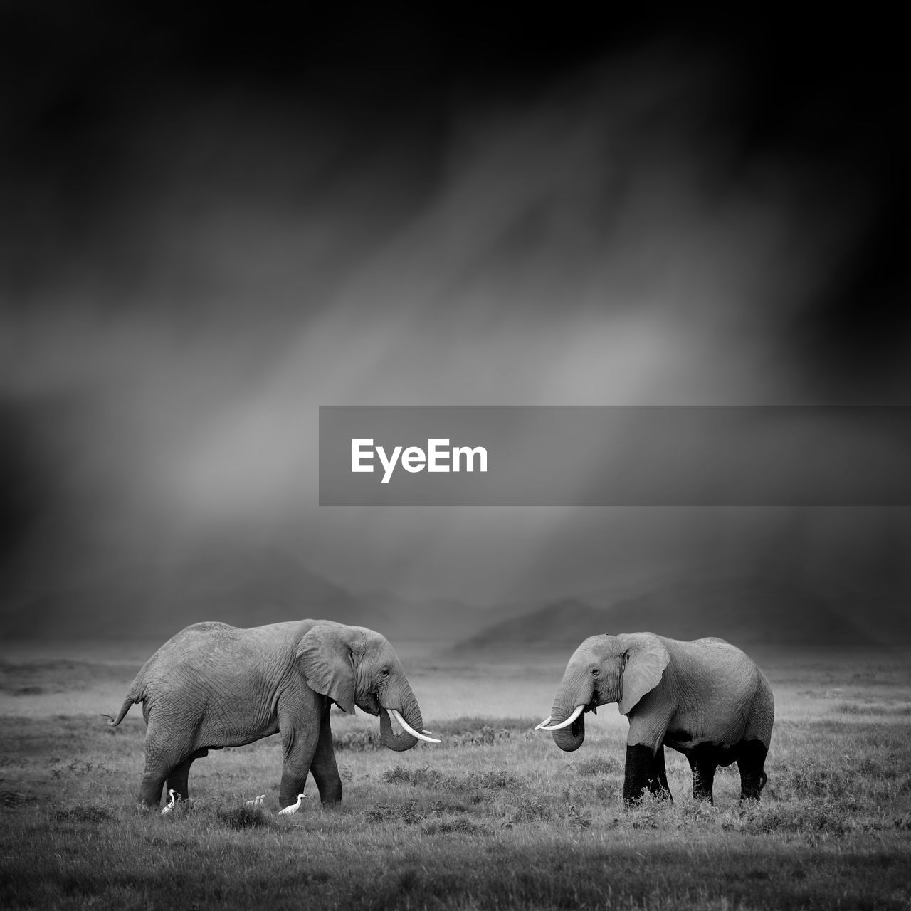 Dramatic black and white image of a elephant on black background
