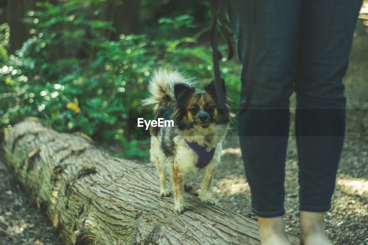Midsection of woman with dog standing on log in forest