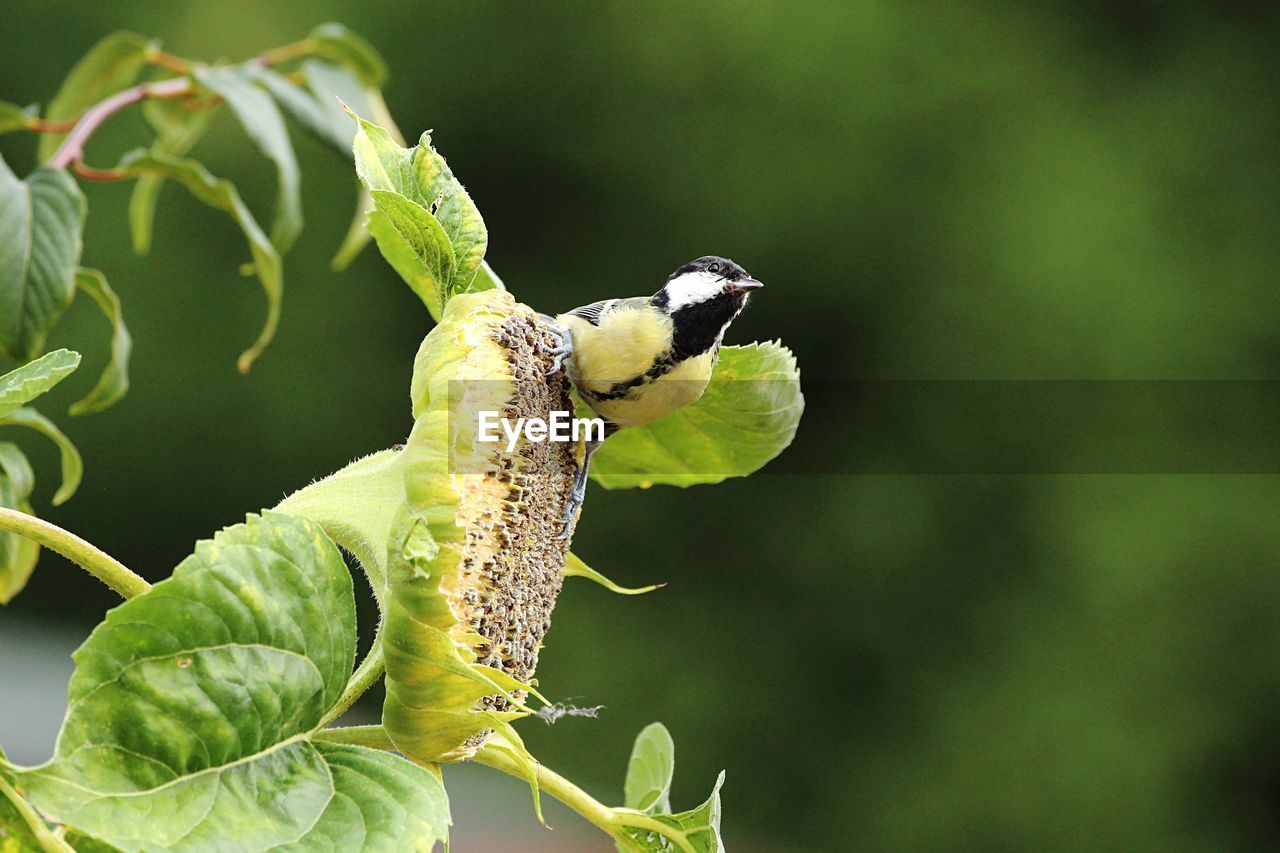 Close-up of chickadee perching on flower pollen