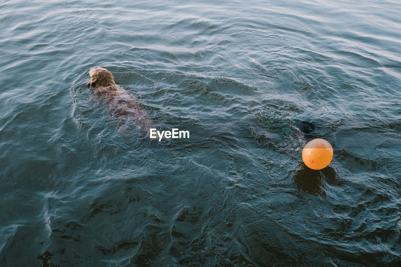 High angle view of dog and balloon in sea