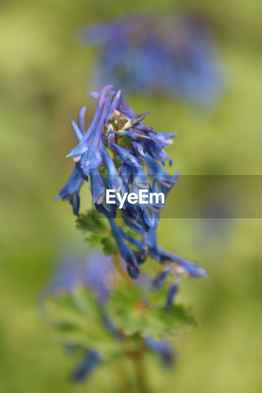 CLOSE-UP OF PURPLE FLOWER