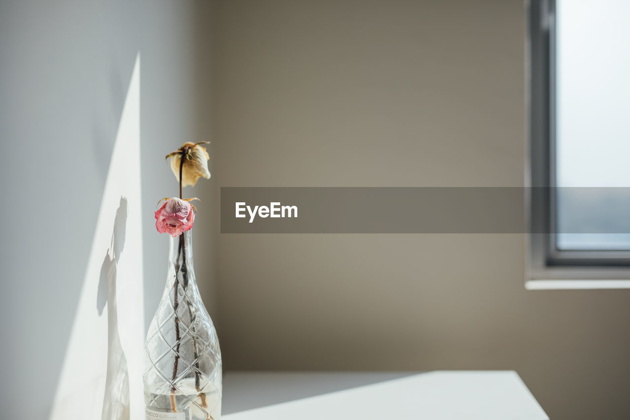 CLOSE-UP OF A BIRD ON THE TABLE