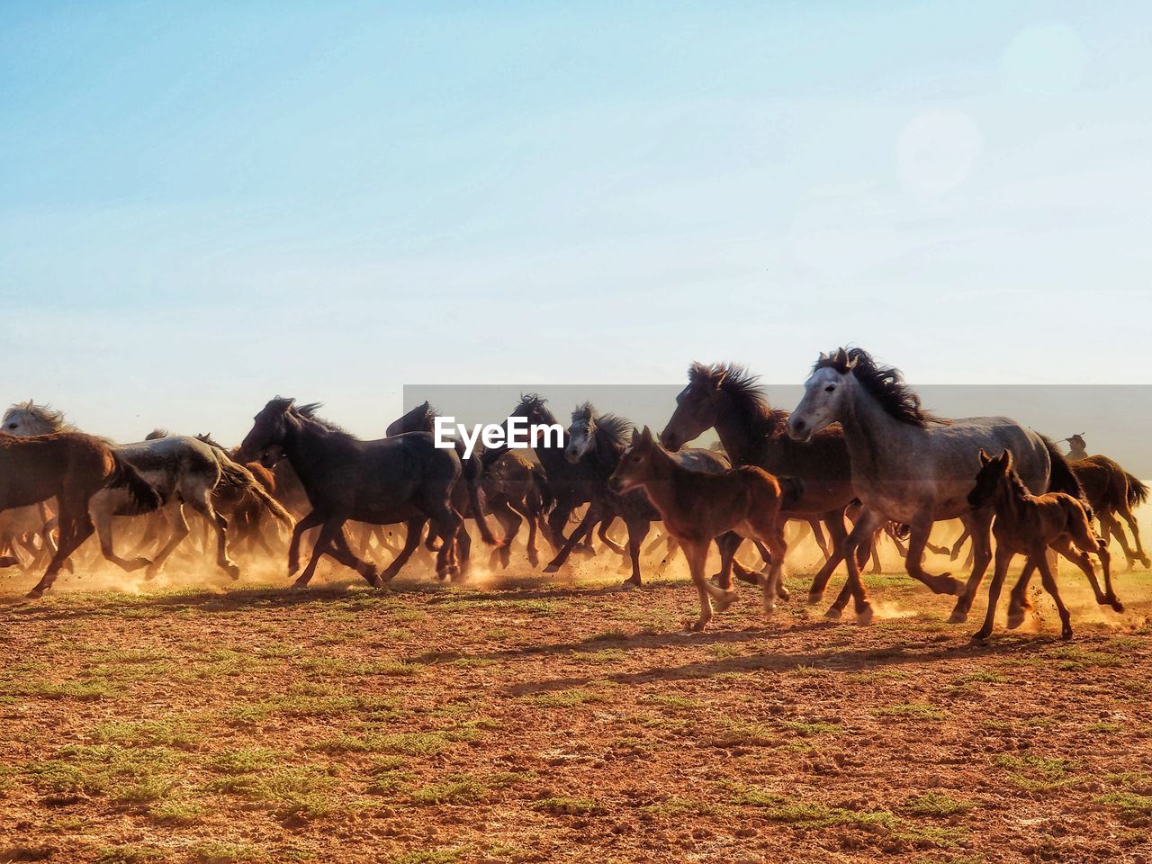 HORSES IN A FIELD