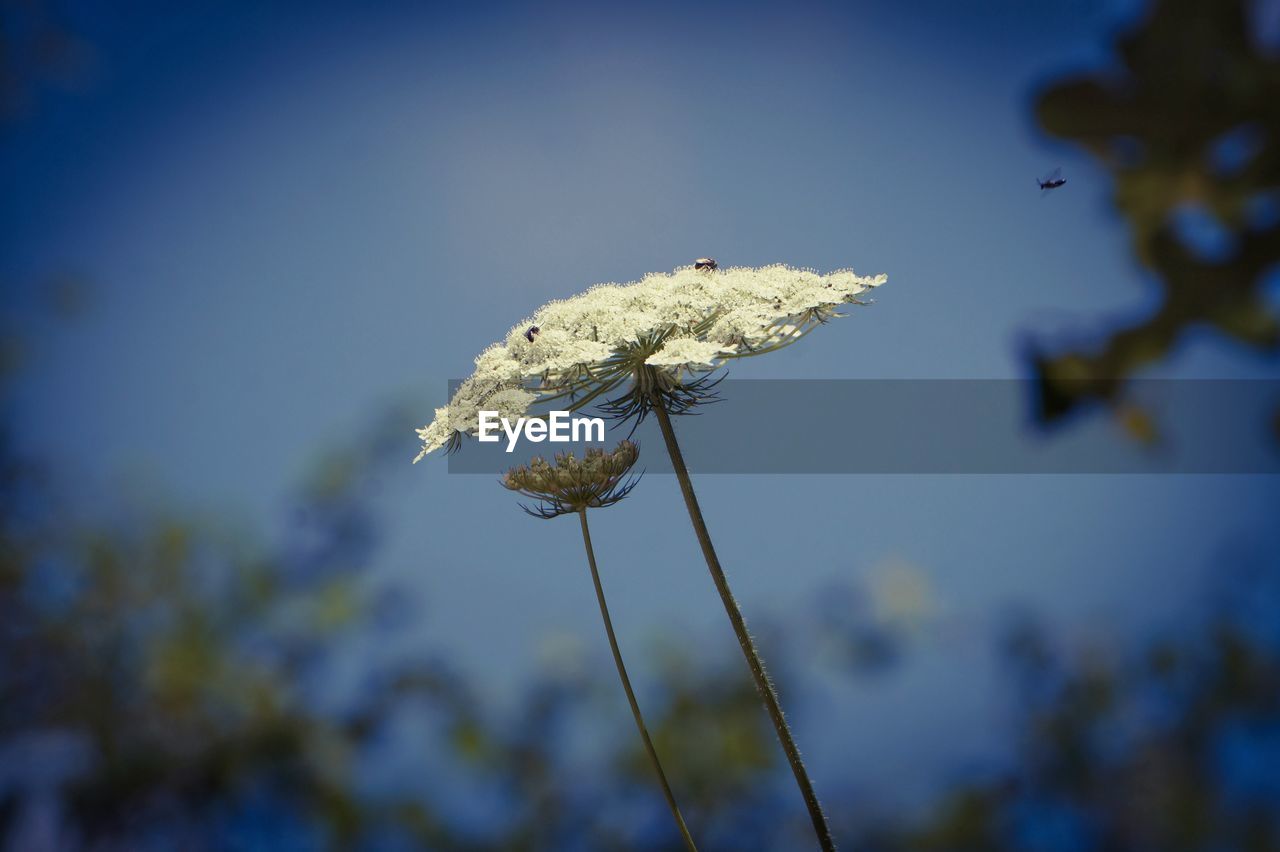 View of white flower with insect against clear sky