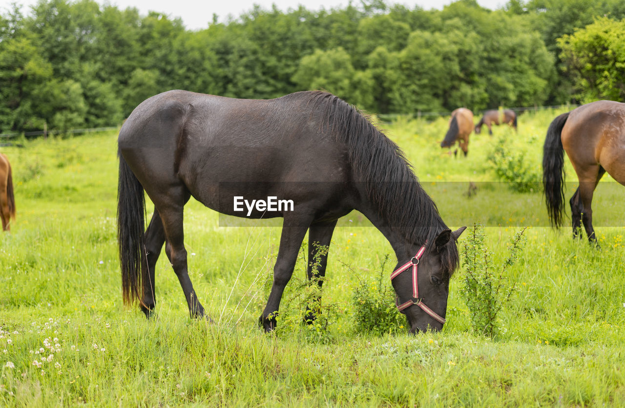 horses grazing in a field