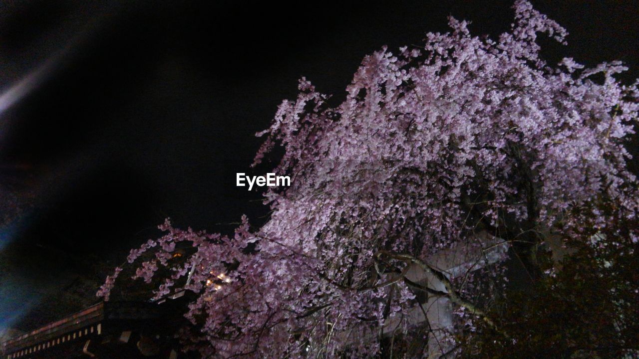LOW ANGLE VIEW OF FLOWERS ON TREE