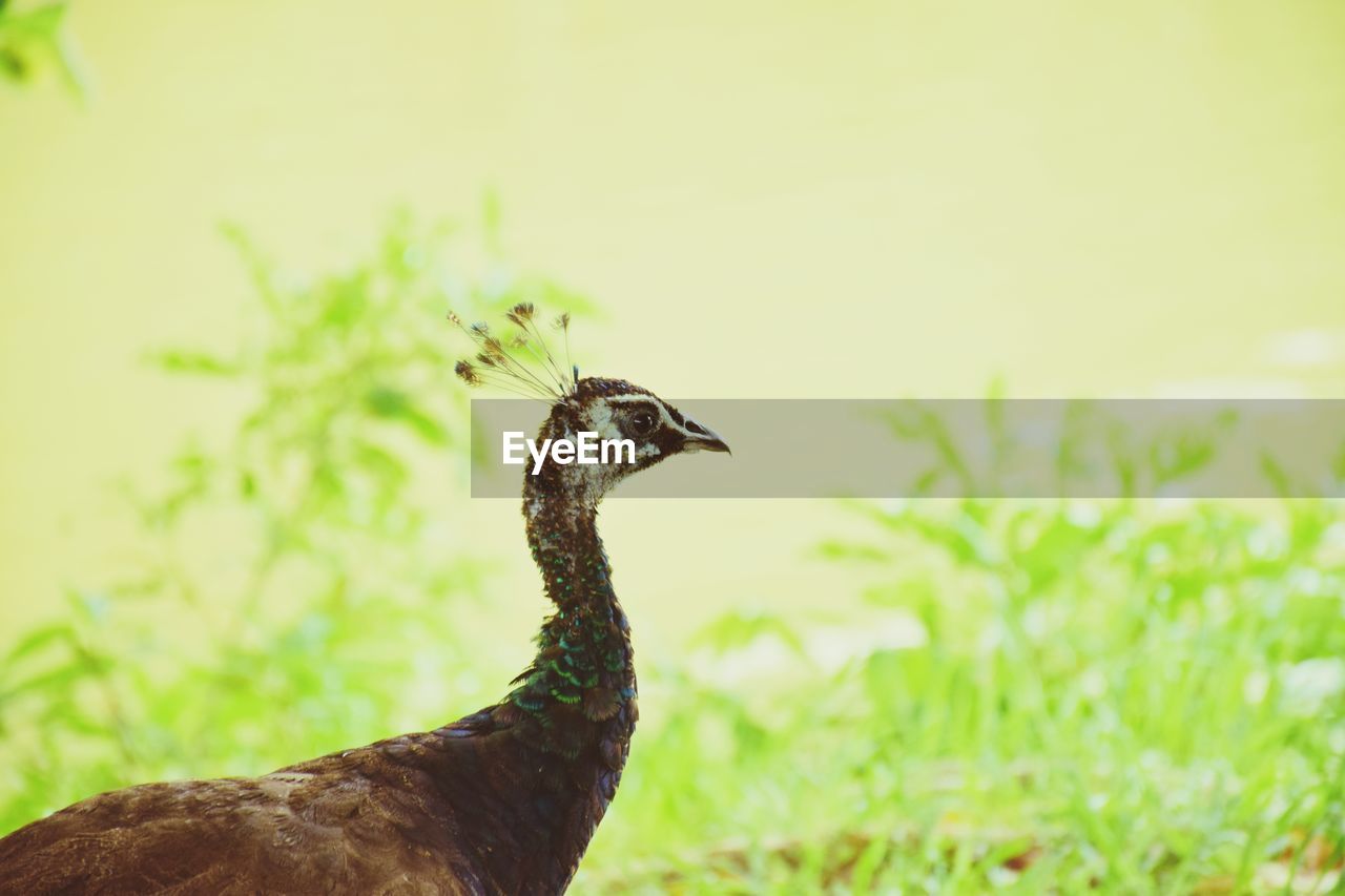 CLOSE-UP OF A BIRD