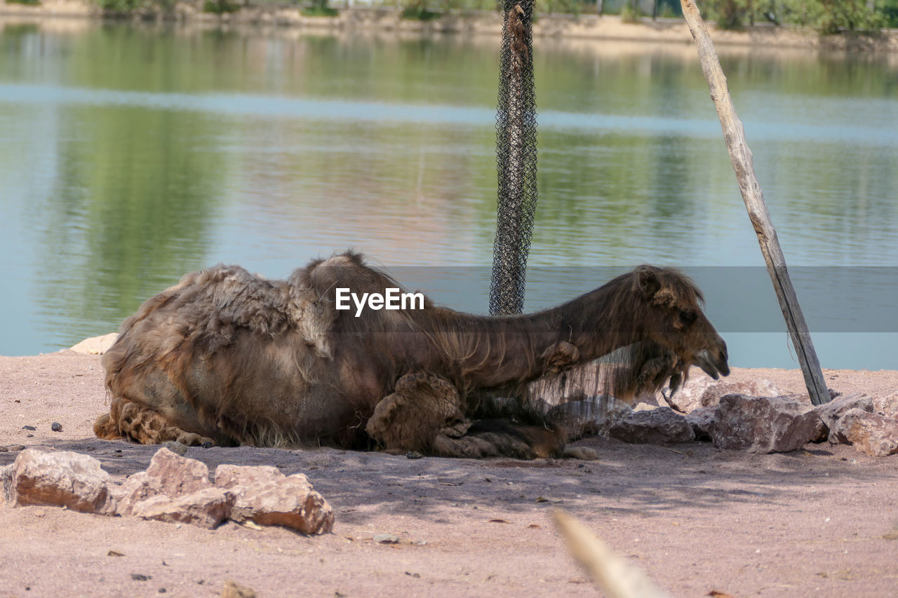 VIEW OF A CAT ON A LAKE