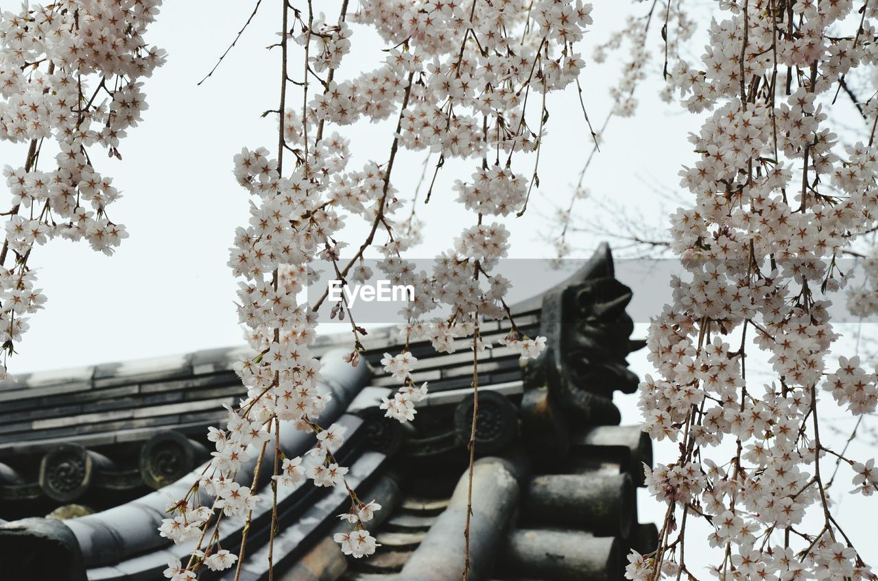 Low angle view of cherry blossoms by traditional house roof against sky