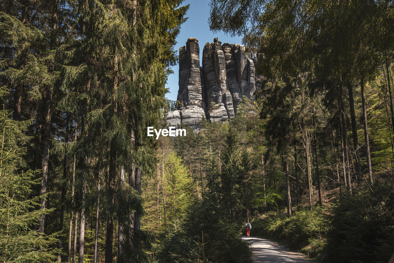 View of trees in forest