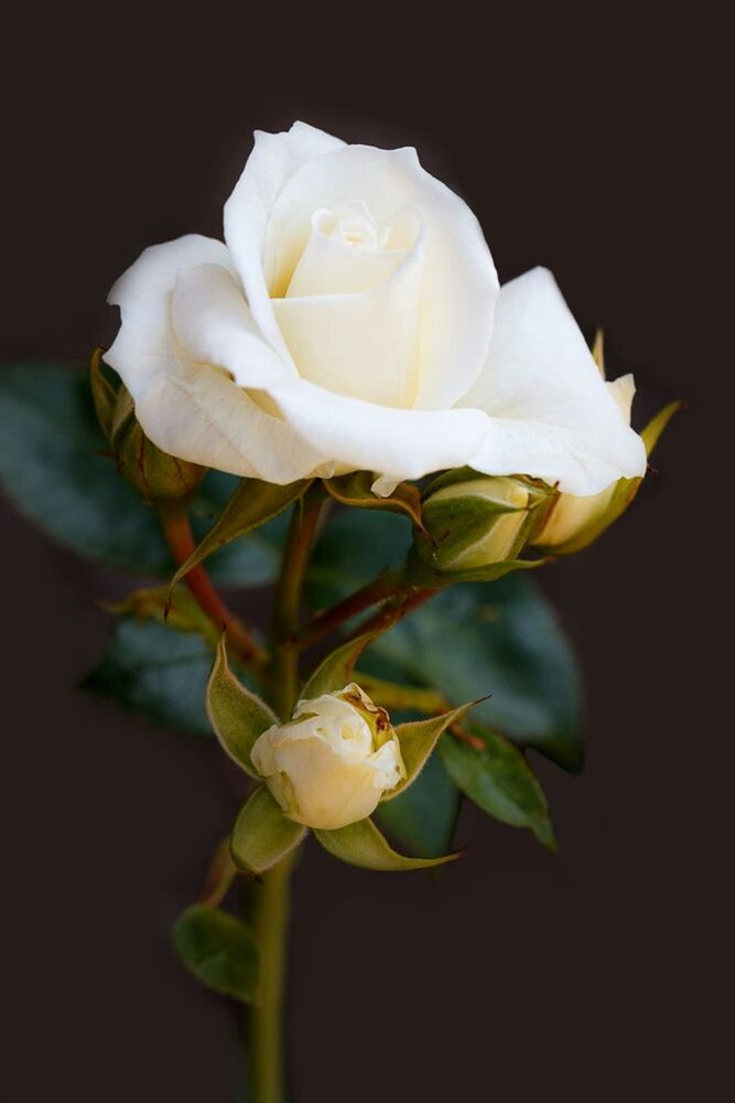 CLOSE-UP OF WHITE ROSE OVER BLACK BACKGROUND