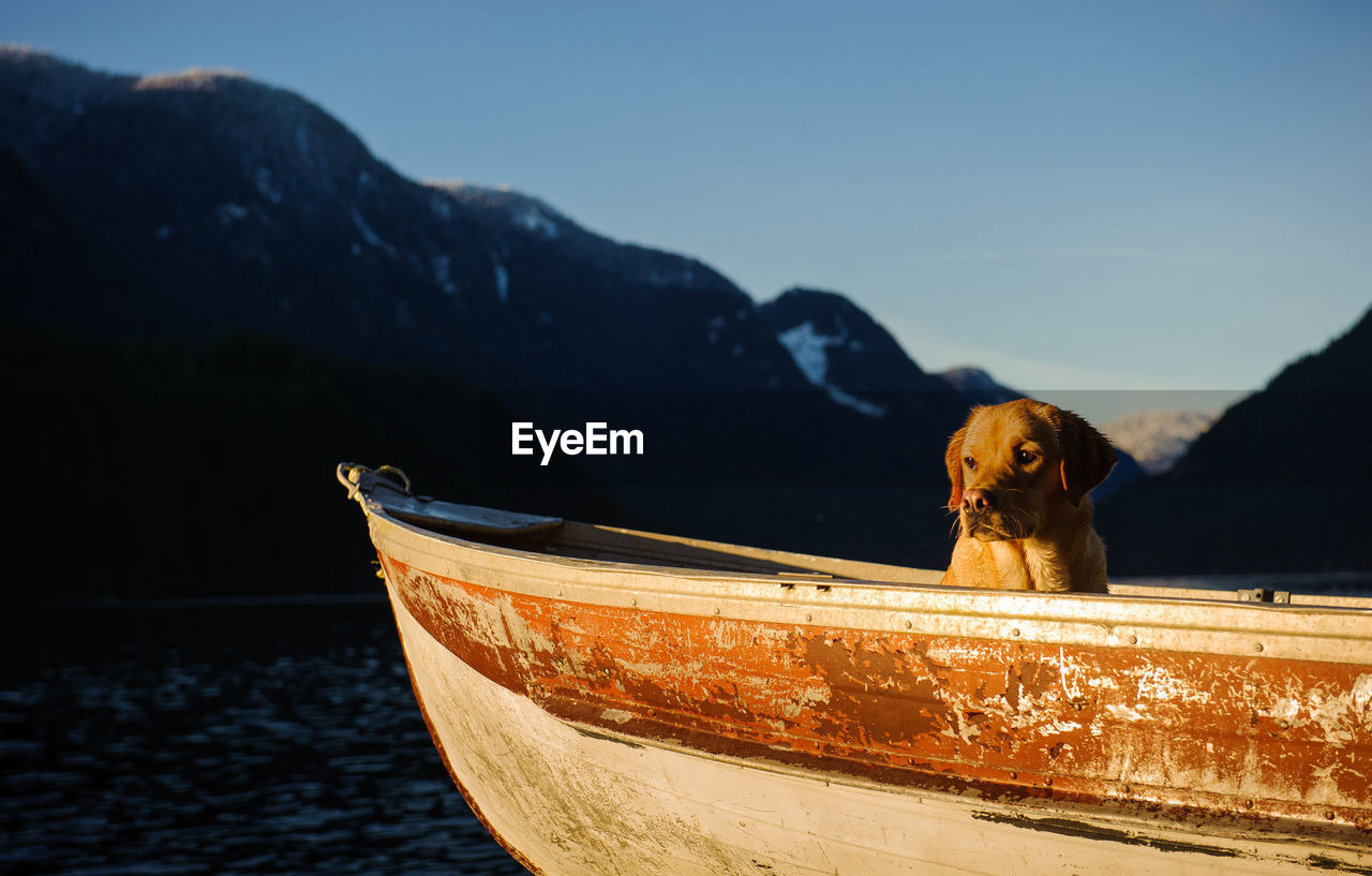 Labrador retriever in boat at sea against mountains during sunset