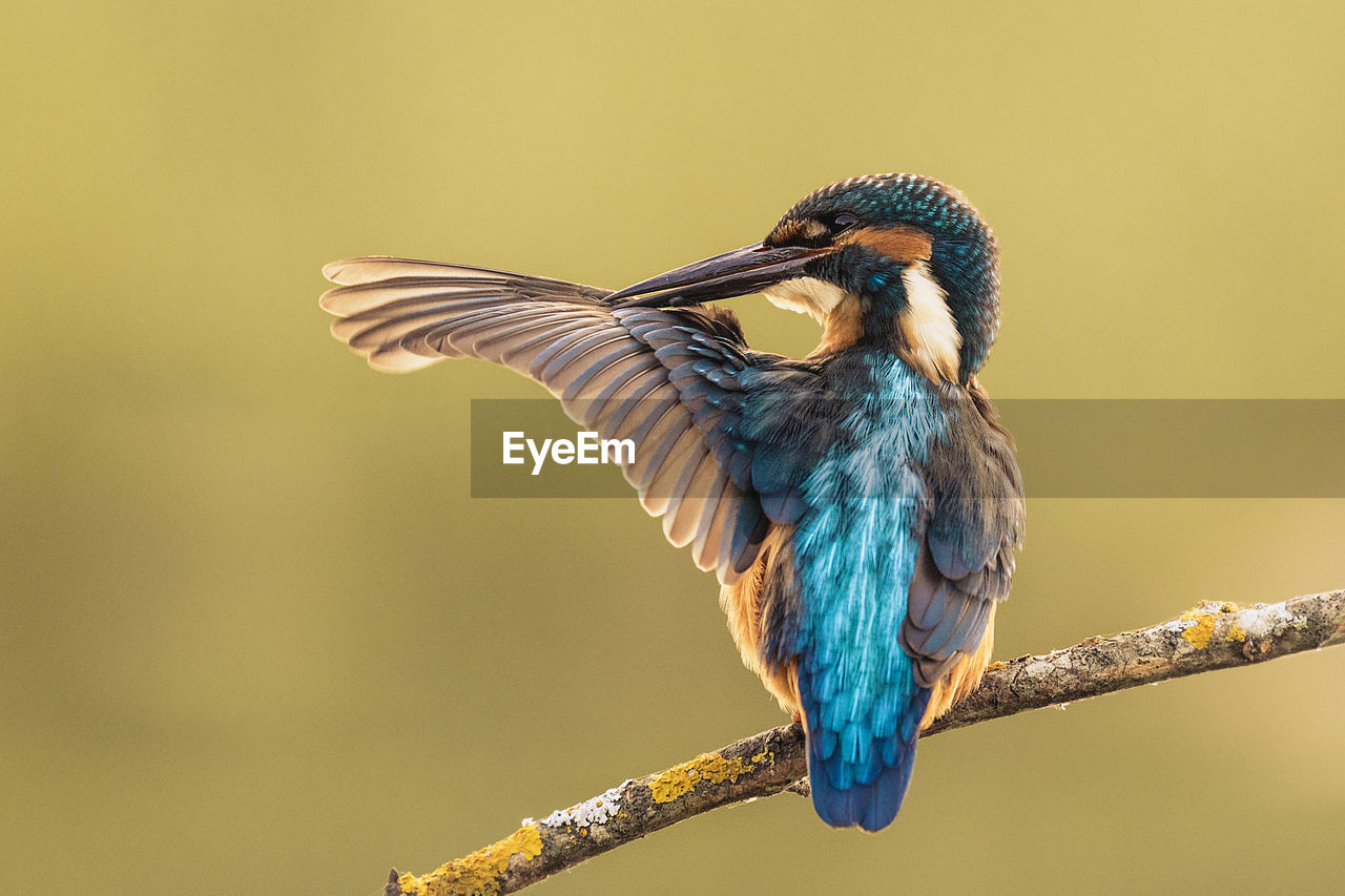 Kingfisher perching on branch