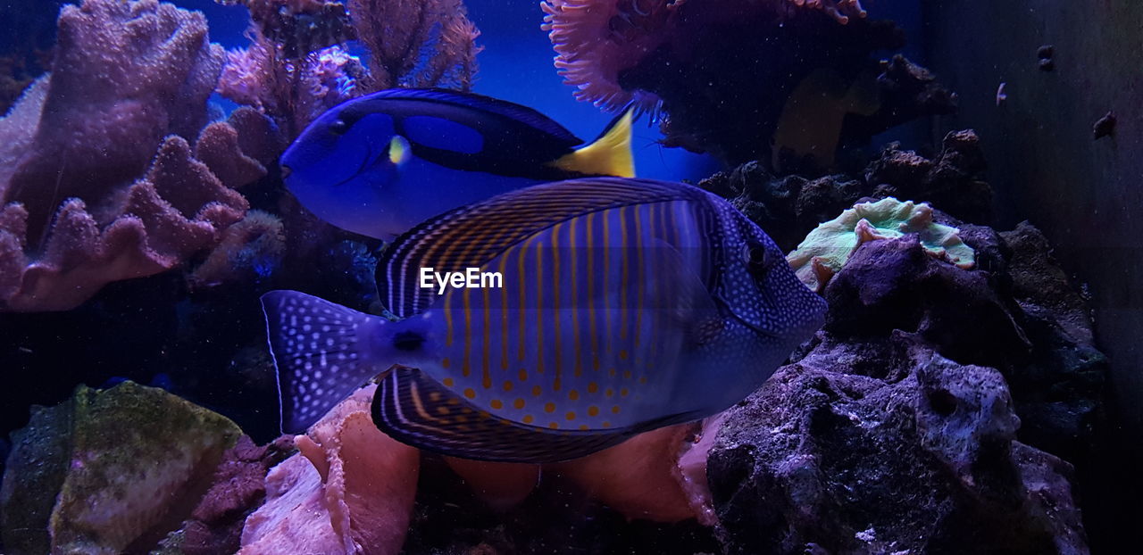 FISH SWIMMING UNDERWATER