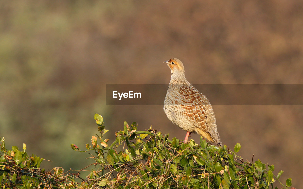 BIRD PERCHING ON A PLANT