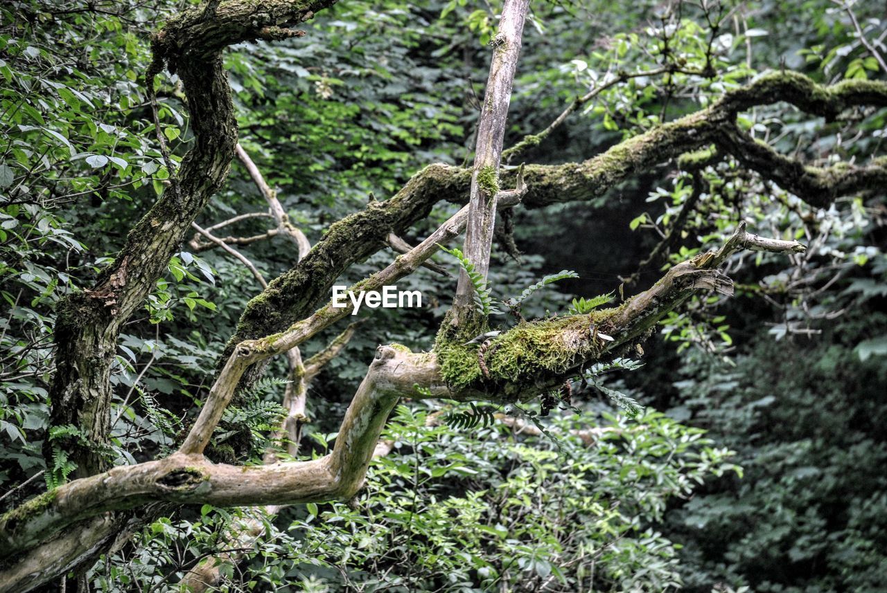 VIEW OF TREES IN FOREST