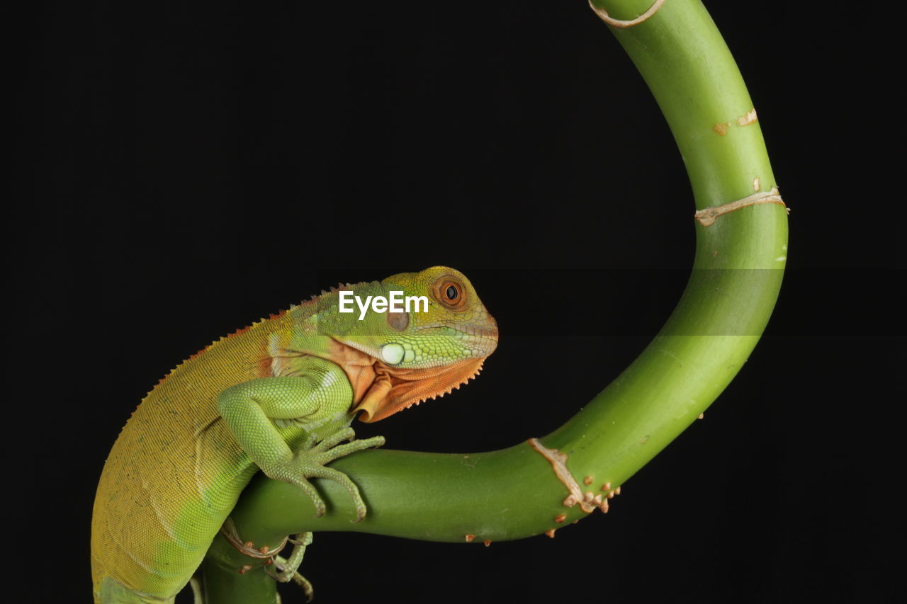 animal themes, animal, one animal, reptile, lizard, animal wildlife, green, black background, chameleon, no people, nature, wildlife, studio shot, tree, animal body part, iguania, branch, close-up