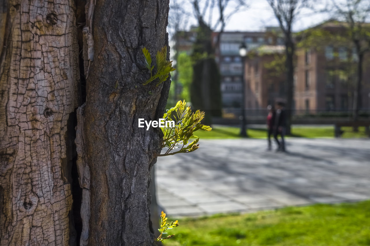 plant, tree, trunk, tree trunk, nature, flower, green, focus on foreground, day, autumn, leaf, yellow, outdoors, growth, architecture, men, grass, adult, women, one person, lifestyles, park, built structure