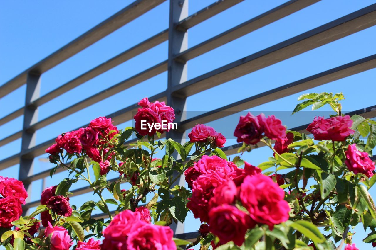 Low angle view of rose plants by fence against clear sky