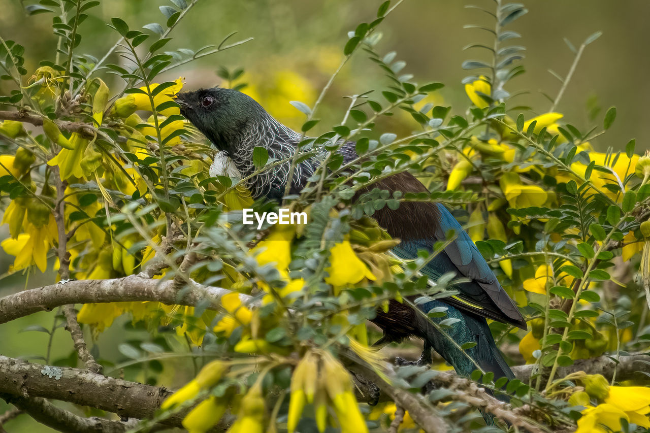 BIRD PERCHING ON A TREE