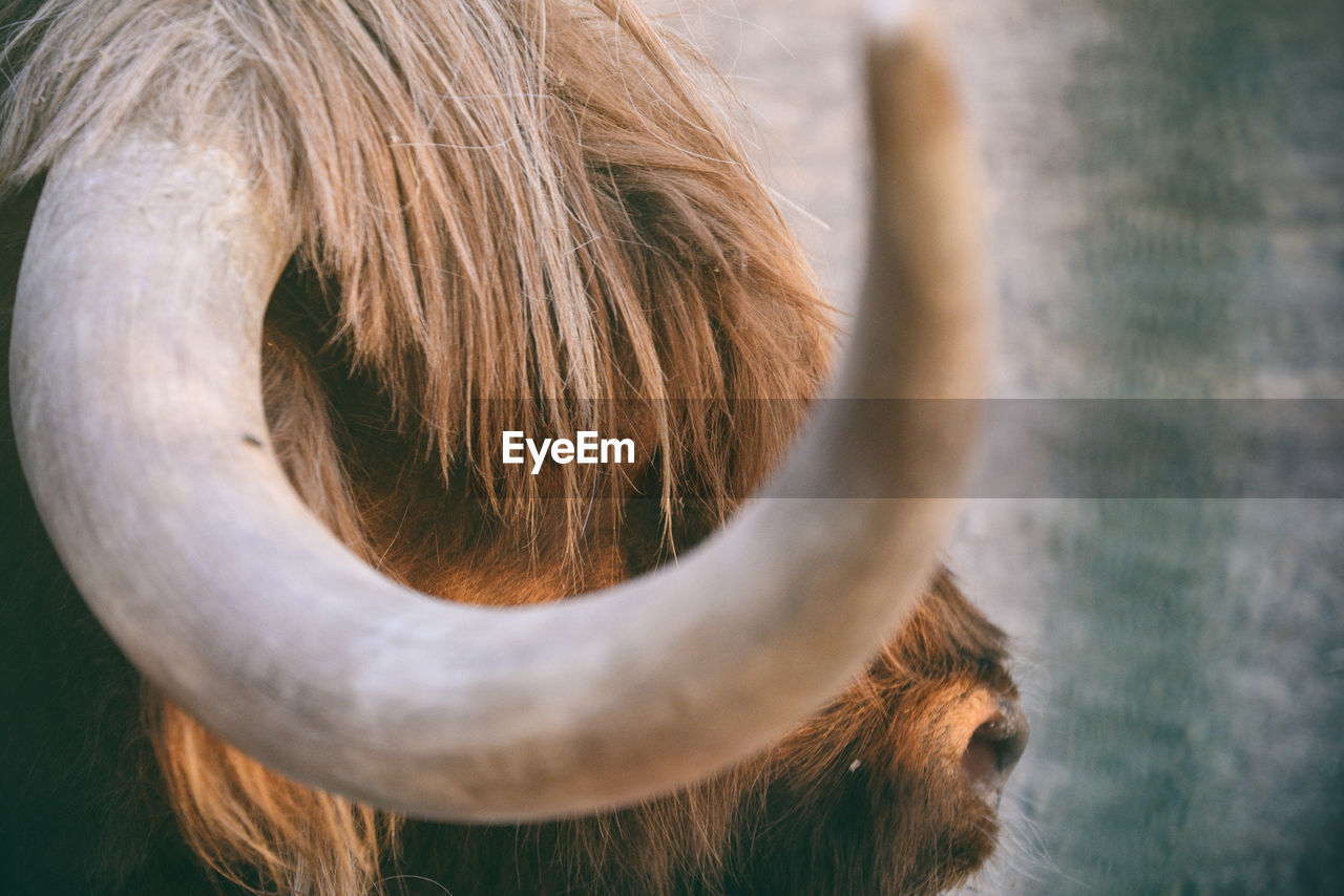 close-up, animal themes, mammal, animal, one animal, animal wildlife, animal body part, domestic animals, livestock, horn, pet, human eye, human head, animal hair, horned, animal head, macro photography, day, nature, outdoors