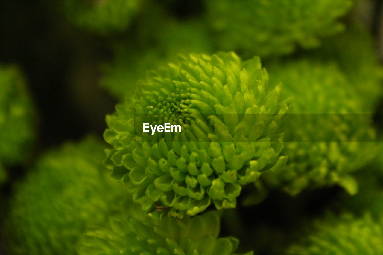 CLOSE-UP OF FLOWERING PLANT