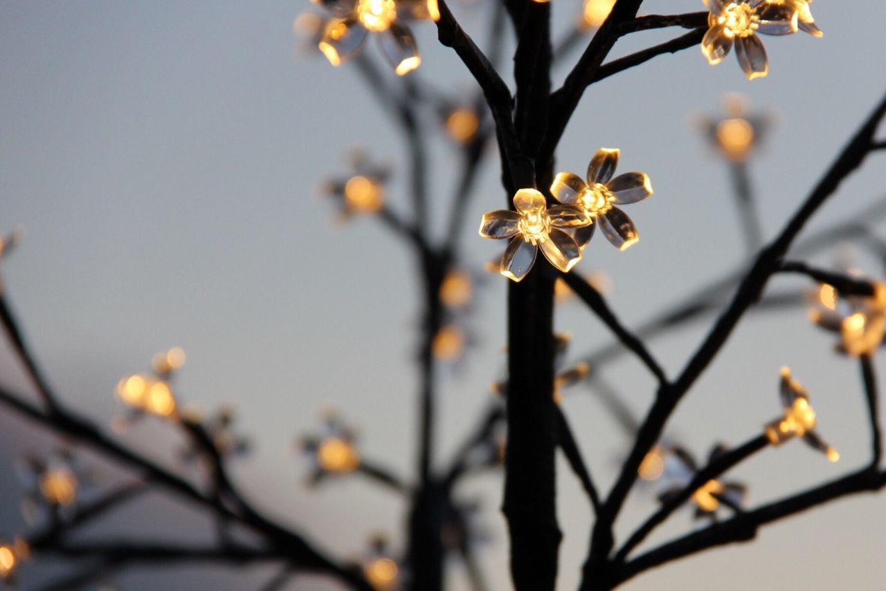 Close-up low angle view of plant against clear sky