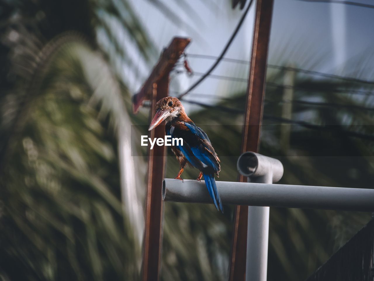 BIRD PERCHING ON METAL RAILING