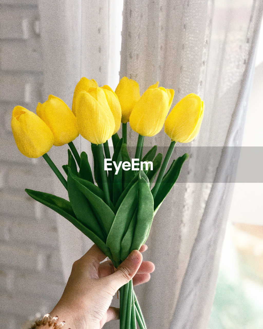 CLOSE-UP OF HAND HOLDING YELLOW TULIP FLOWERS