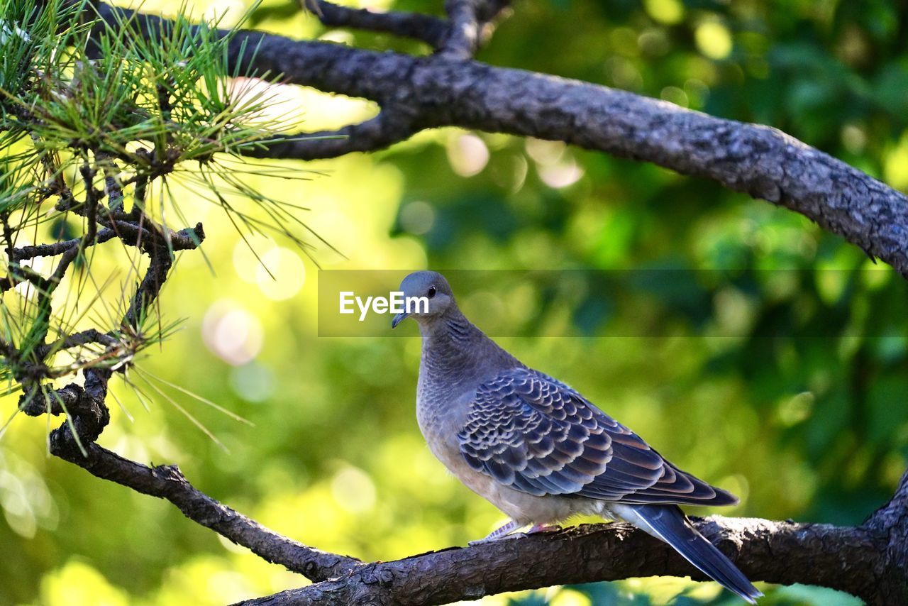 CLOSE-UP OF PIGEON PERCHING ON TREE