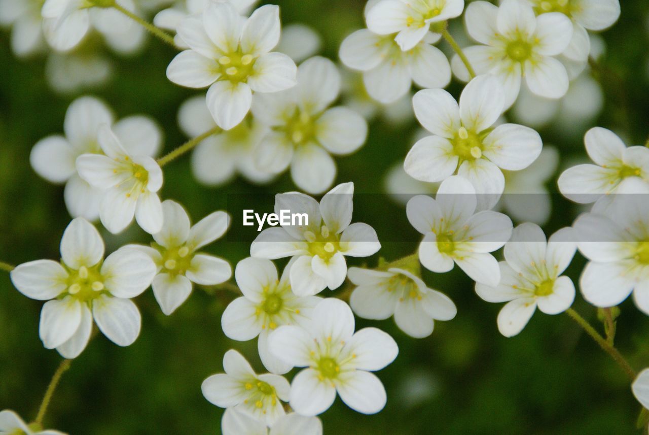 CLOSE-UP OF FLOWERS