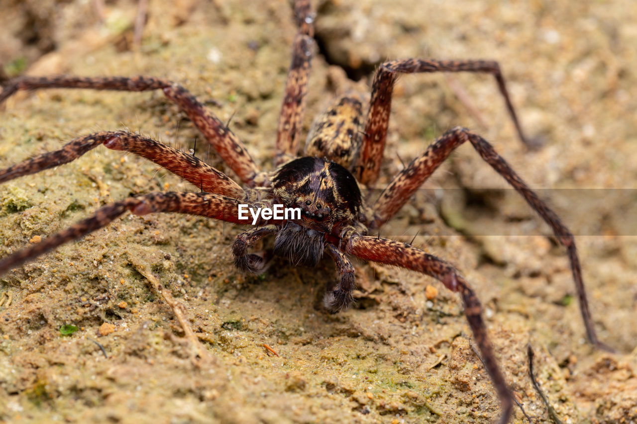 CLOSE-UP OF SPIDER ON A PLANT