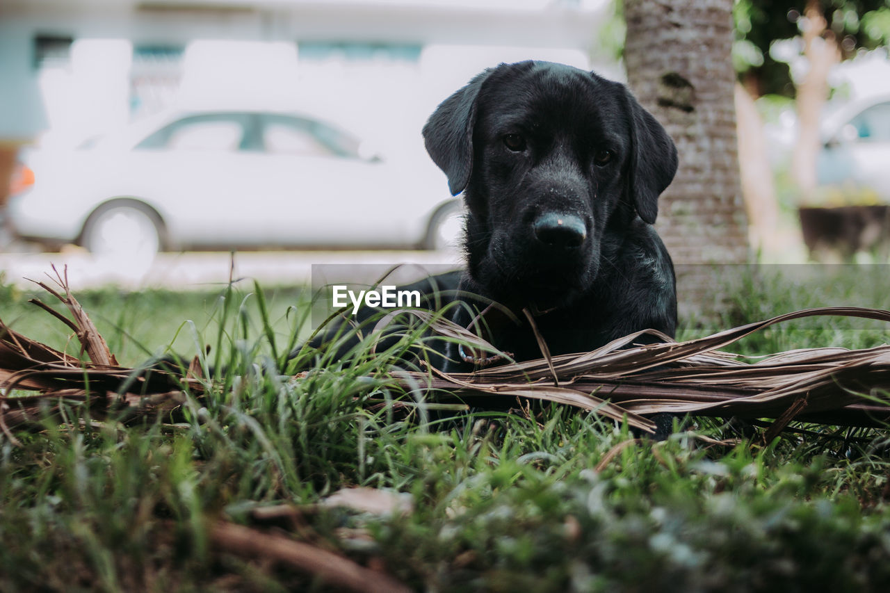 Portrait of dog on field