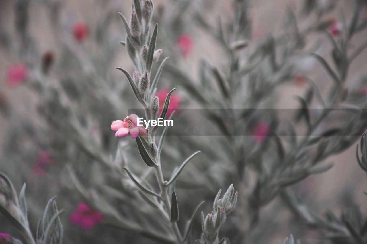 Beautiful Flowers,Plants & Garden Nature Pink Plant Beauty Beauty In Nature Blooming Blossom Flower Flower Head Flowers Garden Lovely Outdoors Selective Focus Spring Springtime