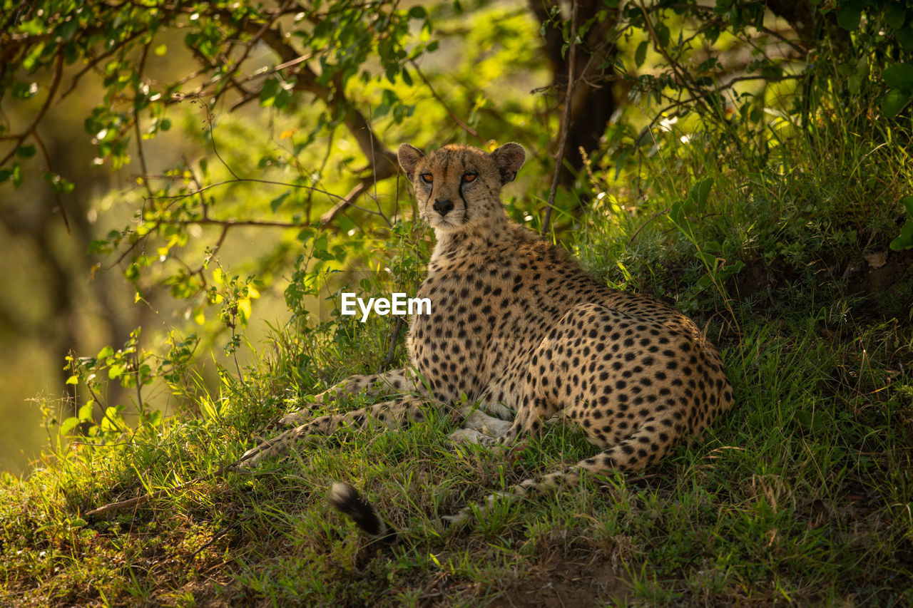 Cheetah lying on grassy bank under tree