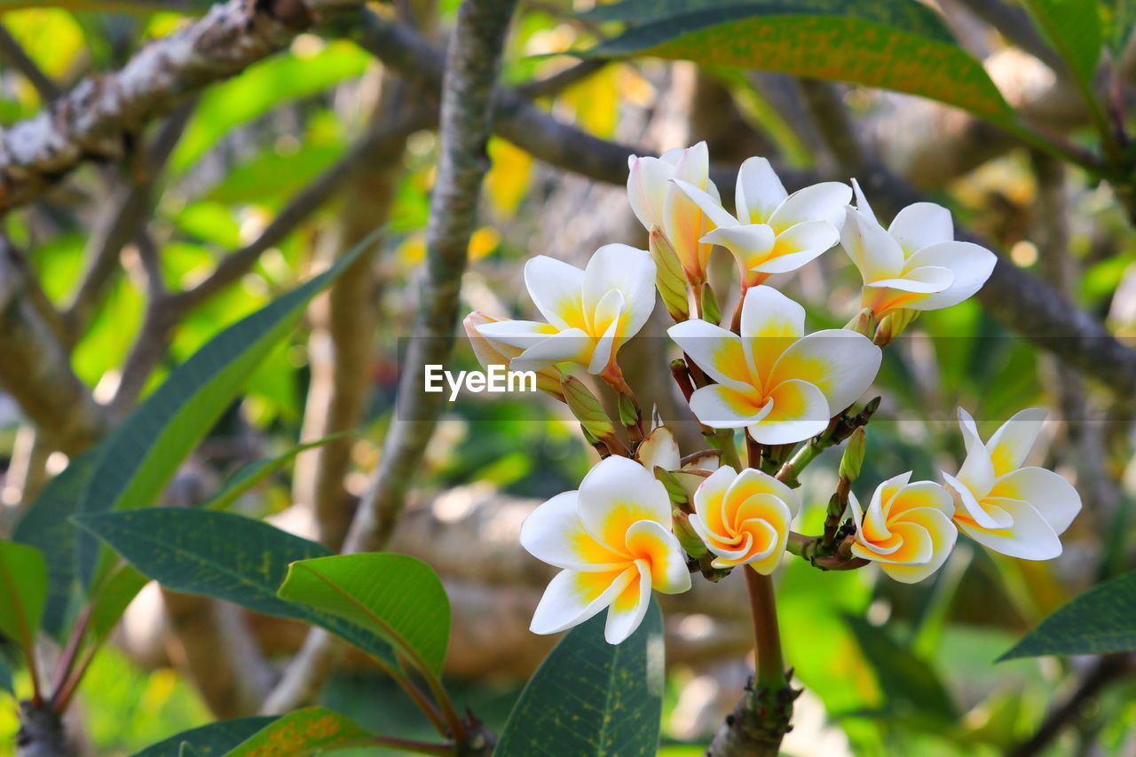 Close-up of white flowering plant