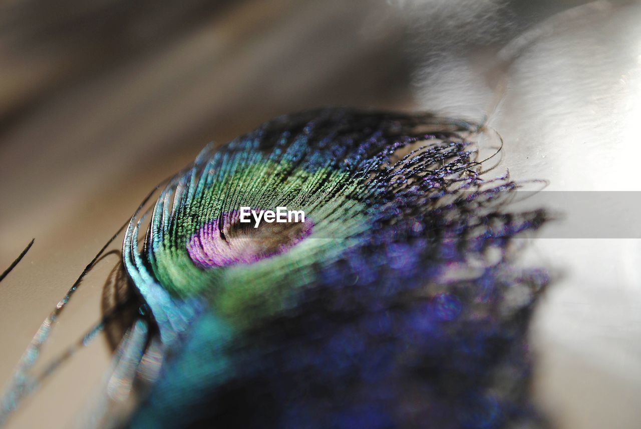 Macro shot of peacock feather