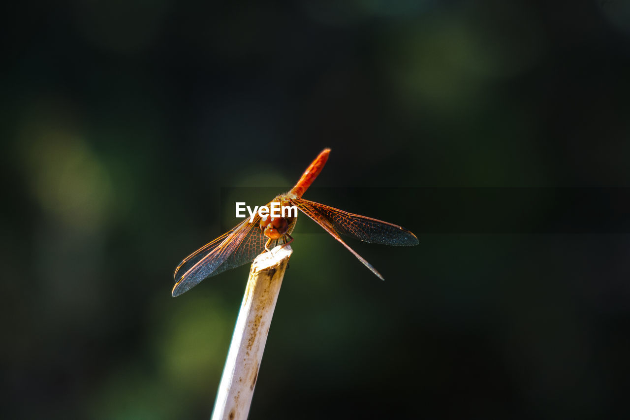 Close-up of insect