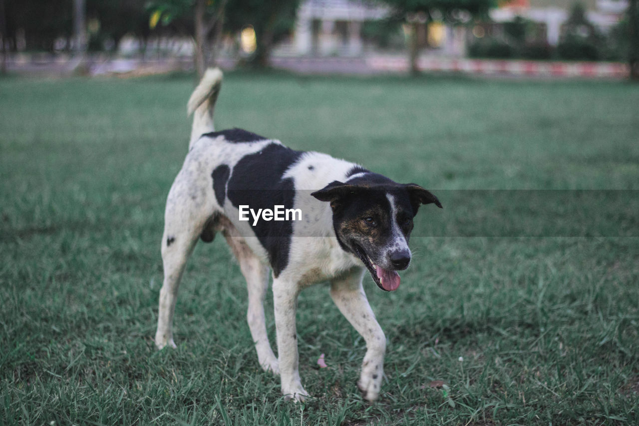 Dog standing on field