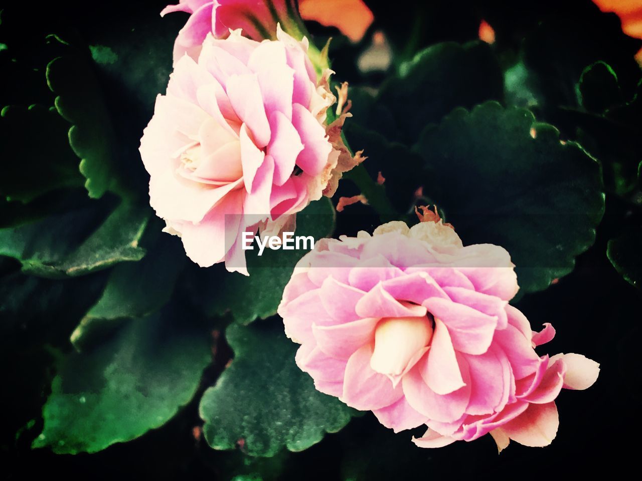 CLOSE-UP OF PINK FLOWER BLOOMING