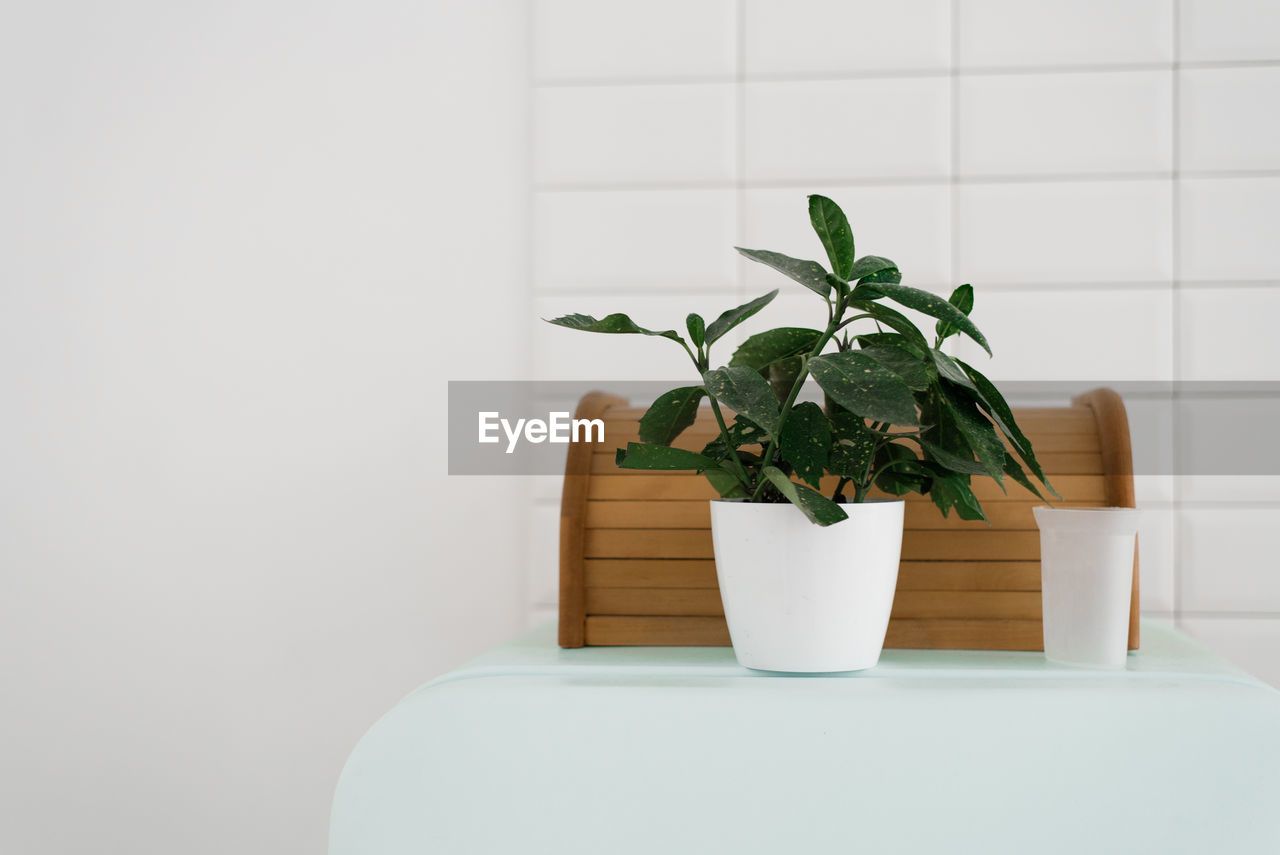 A houseplant in a white pot is in the house. the interior of the room in the scandinavian style