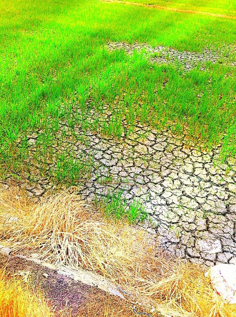 FULL FRAME SHOT OF GREEN LANDSCAPE